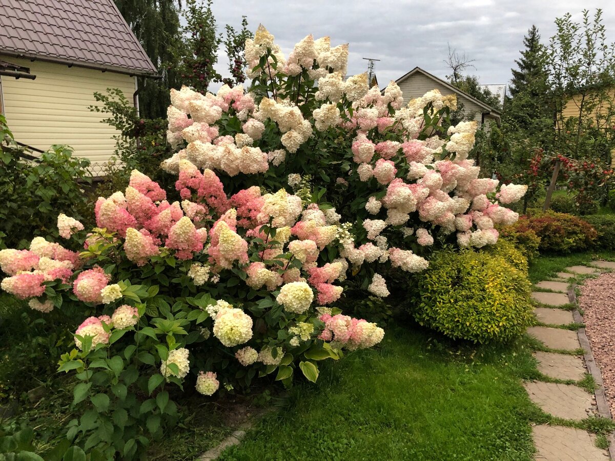 Живая изгородь гортензия плетистая