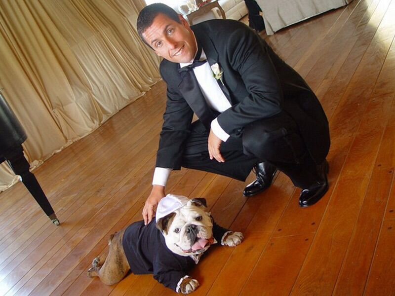 Фото знаменитостей с питомцами. Источник - Яндекс.Картинки. Подборка - "Мир фауны"