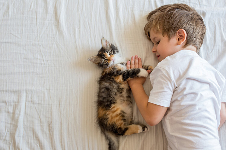 Картинка взята отсюда : https://hvost.news/animals/cats-care/koshka-i-rebenok-v-odnom-dome/