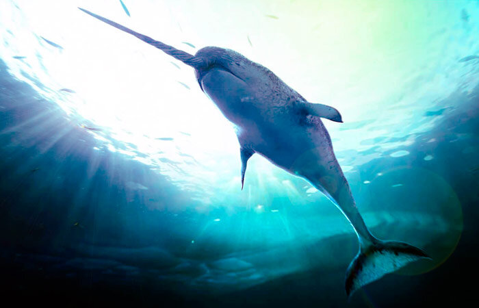 Нарвал. Спонсор показа - Яндекс Каринки