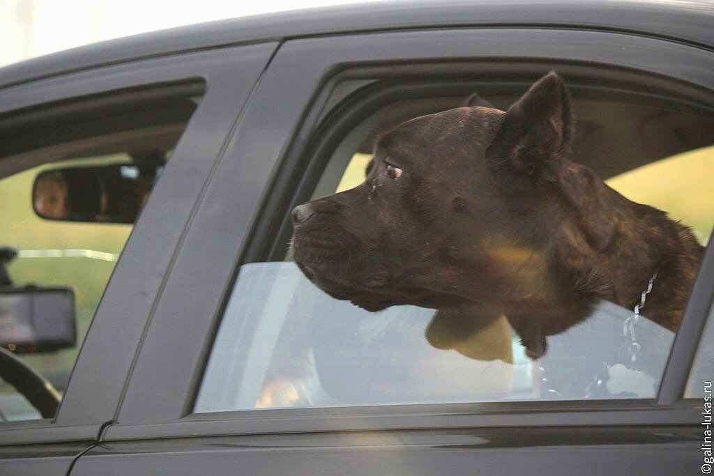 Автопутешественник. Фото автора