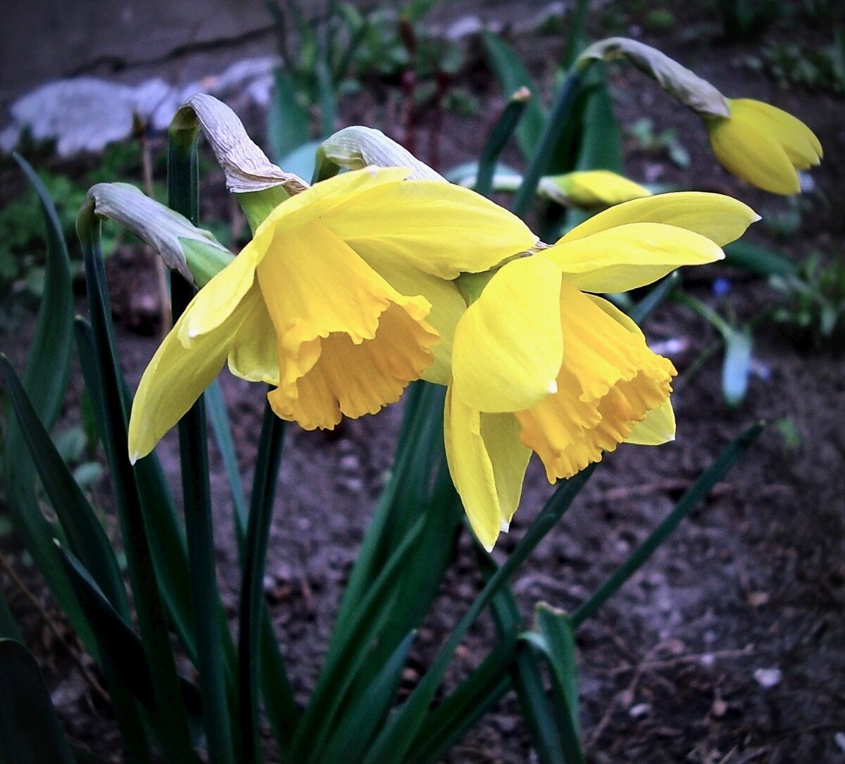 Желтые нарциссы 