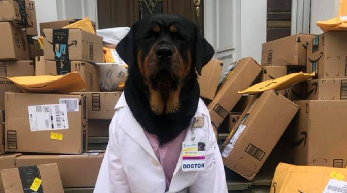 Источник фото: @dogtor.loki