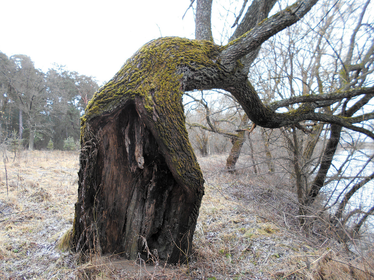 Реликтовые дубы в лесу у Оптиной пустыни. Фото автора.