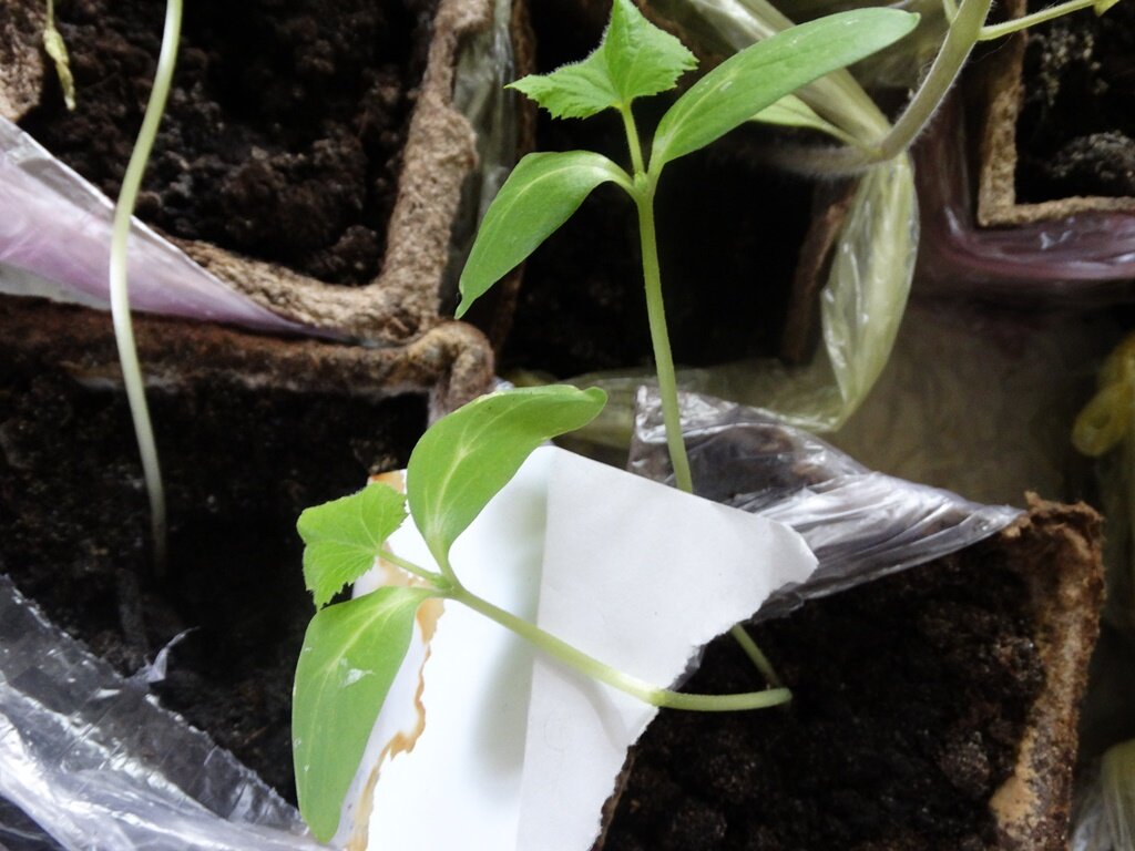 Подкормка рассады огурцов на подоконнике - секрет толстеньких плодов в домашних условиях