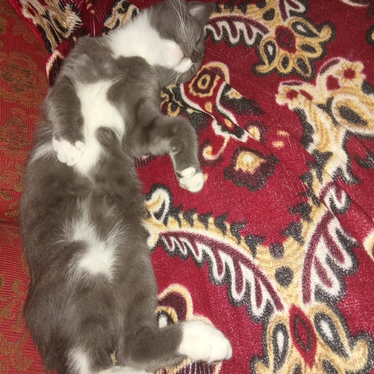 Мой милый спящий котик