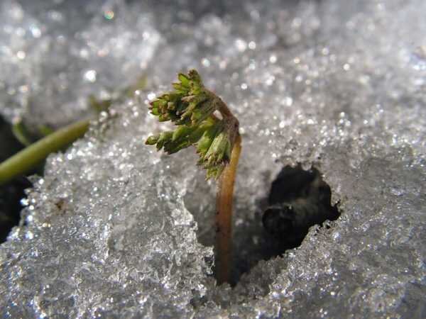 Фото с сайта https://asnka.ru/raznoe/moj-cvetnik-moj-lyubimyj-cvetnik-vozle-doma.html