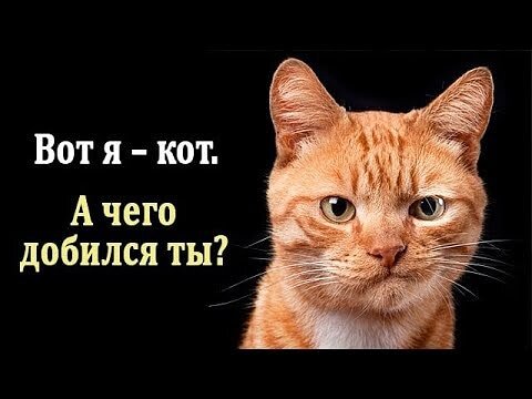 Чего добился ты? 