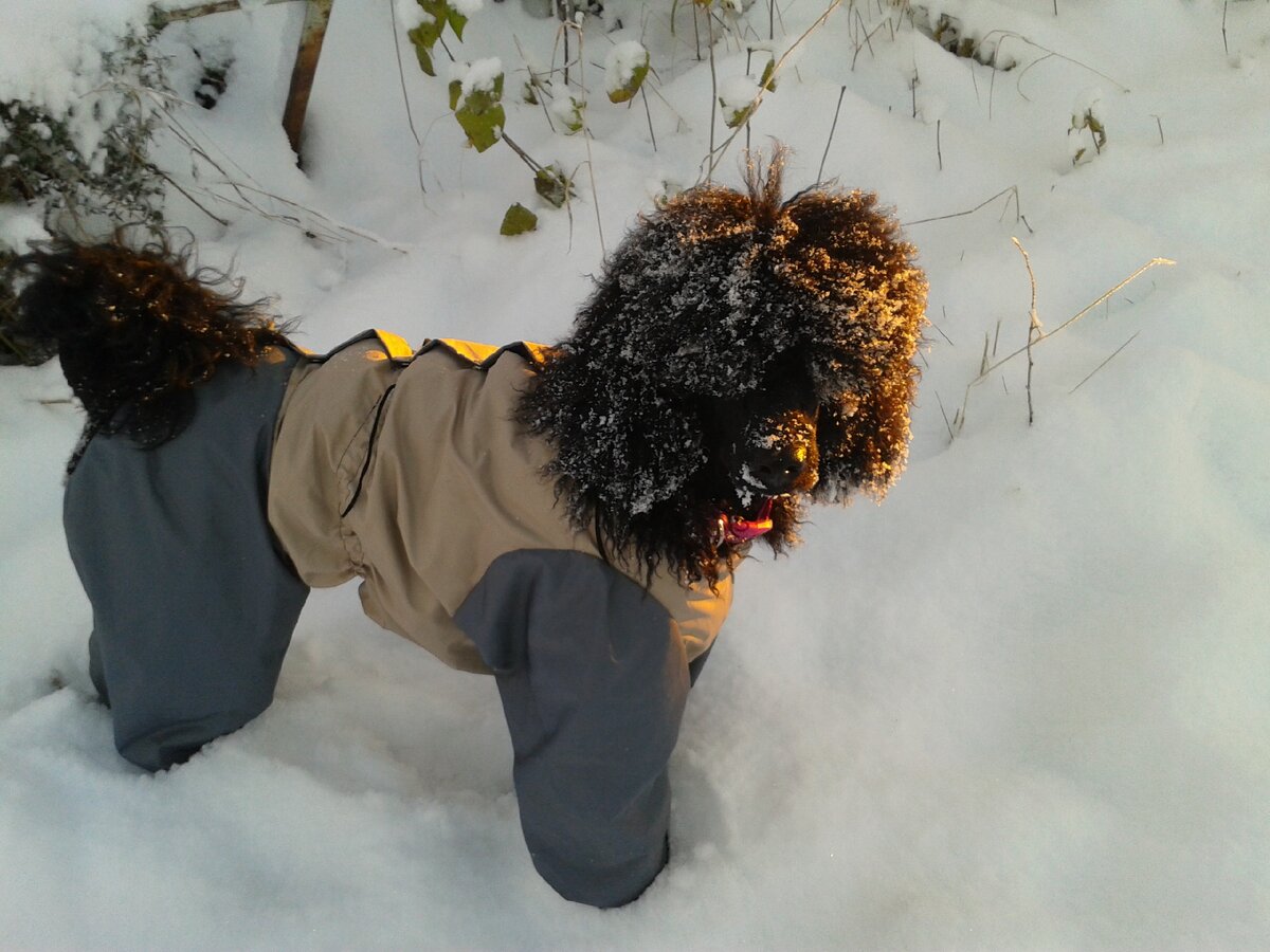  Тейе 8 месяцев