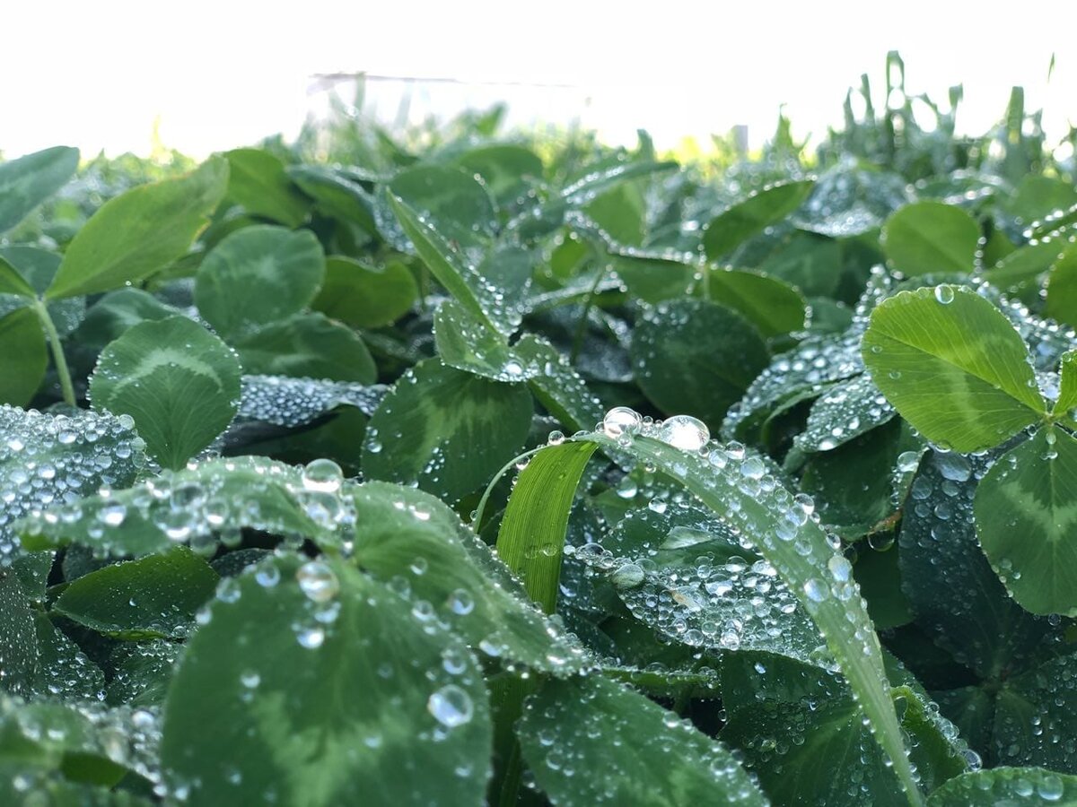 На поле одного из молочных хозяйств Казахстана. (c) The DairyNews