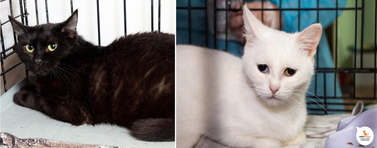 Фото в приюте 