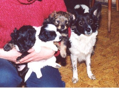 Яша,здесь ему всего 32 дня , единственный черныш в помёте.С братьями и мамой.