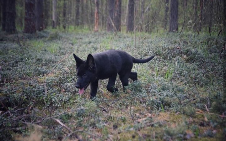 Наша прогулка по лесу.