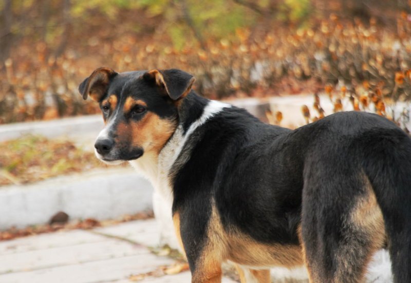 Соседские собаки любят приходить в гости. Фото Олега Сергеева.