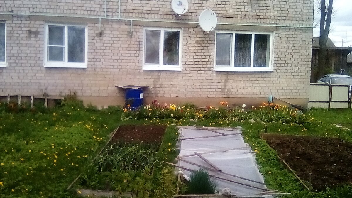 Там у стены тюльпаны