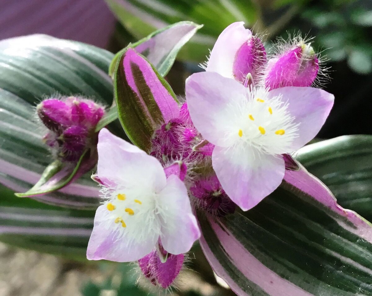 Традесканция Броссфельда