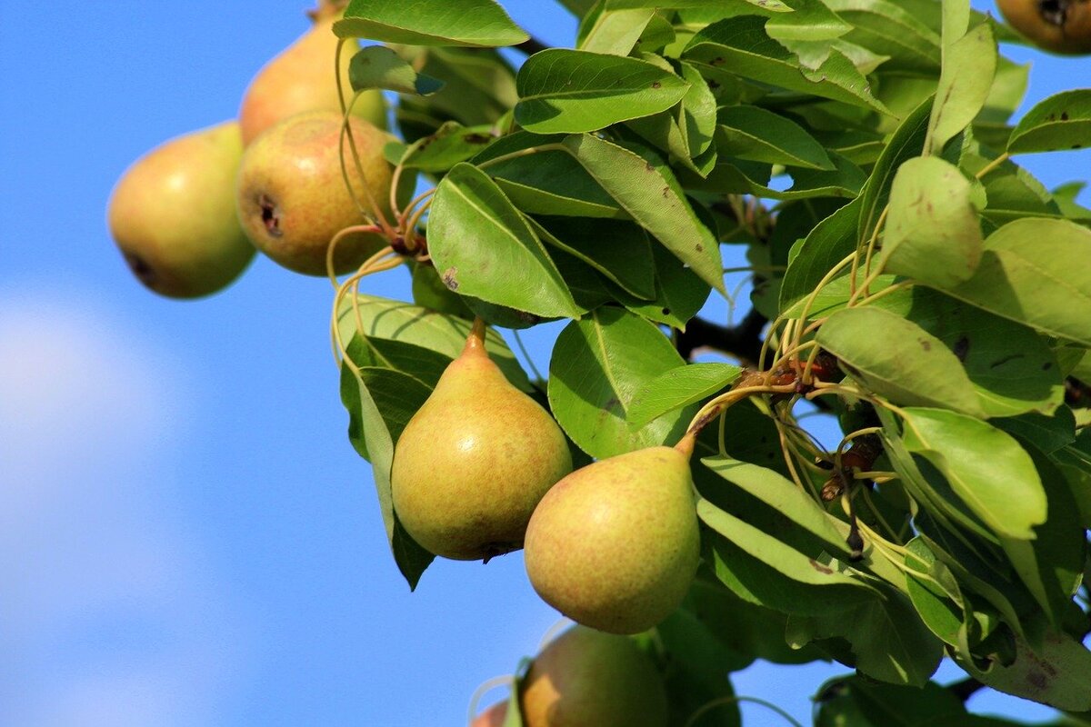 https://cdn.pixabay.com/photo/2018/07/20/22/15/pears-3551584_1280.jpg