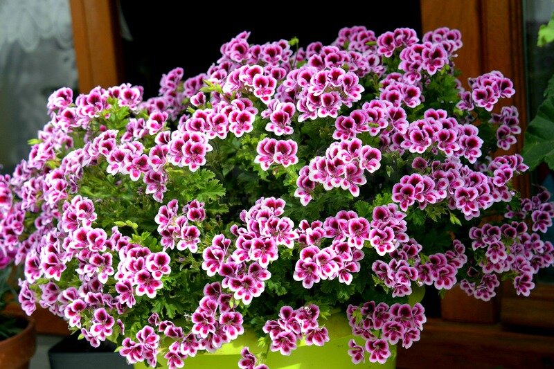 куст герани