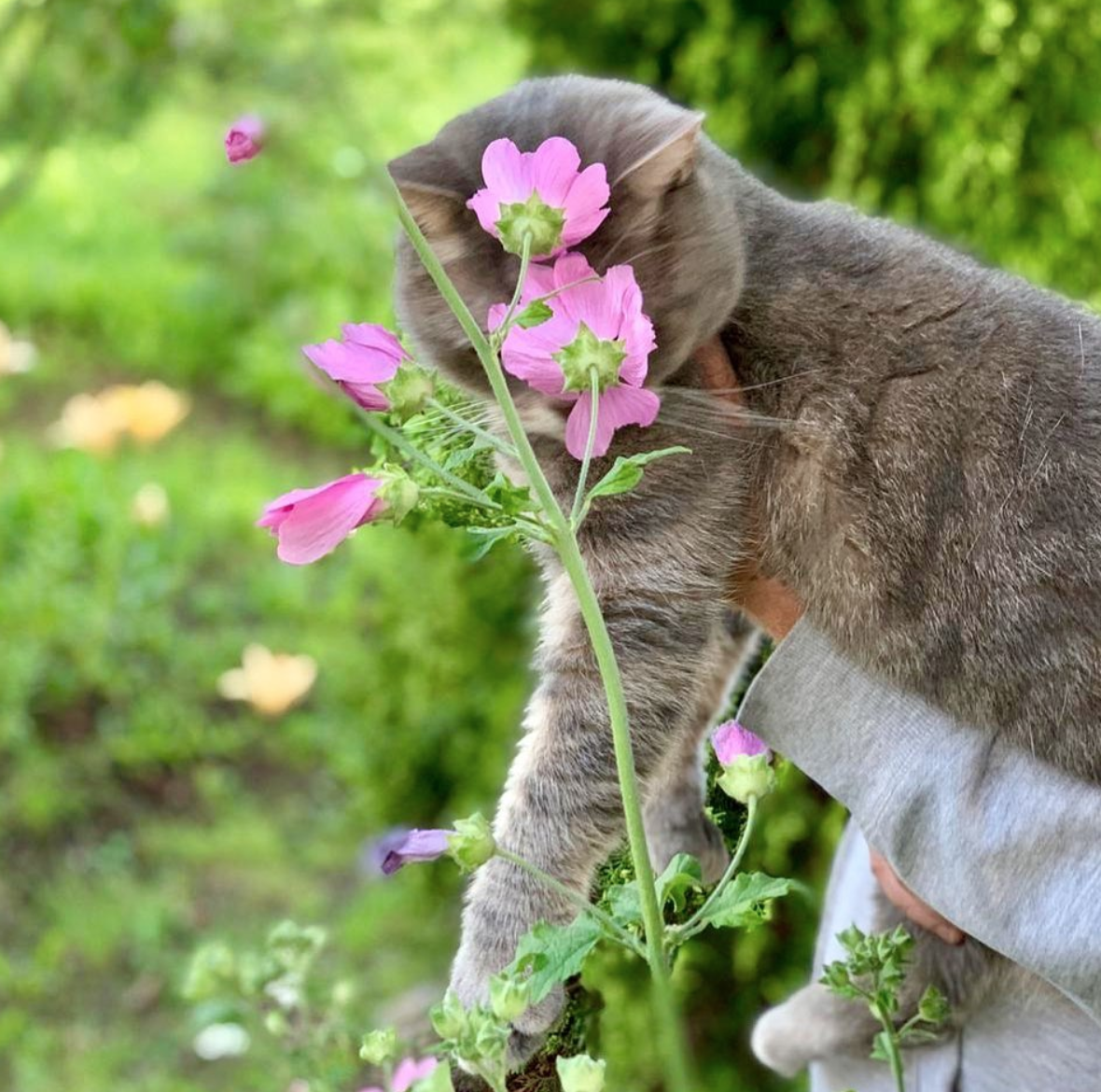 Будьте ласковы с котенком