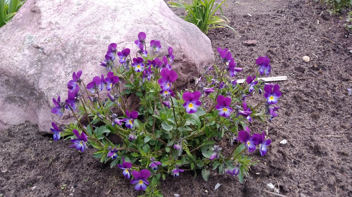 Такая красота и в цветнике неплохо смотрится.