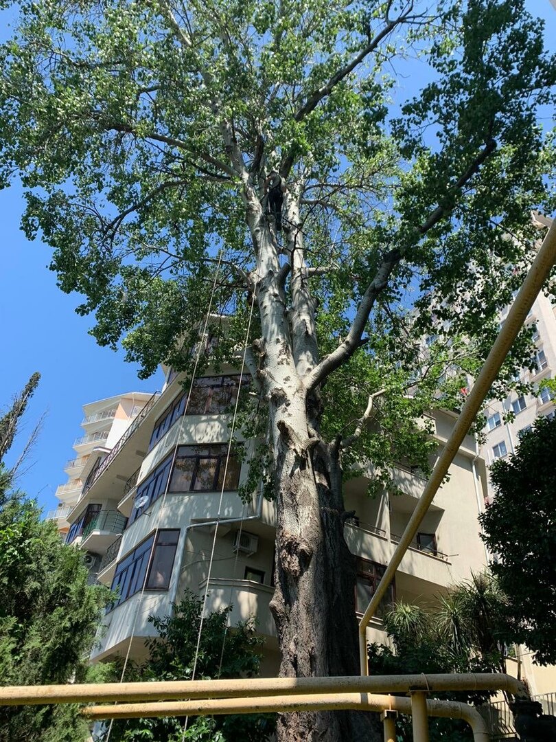 Спил аварийного дерева