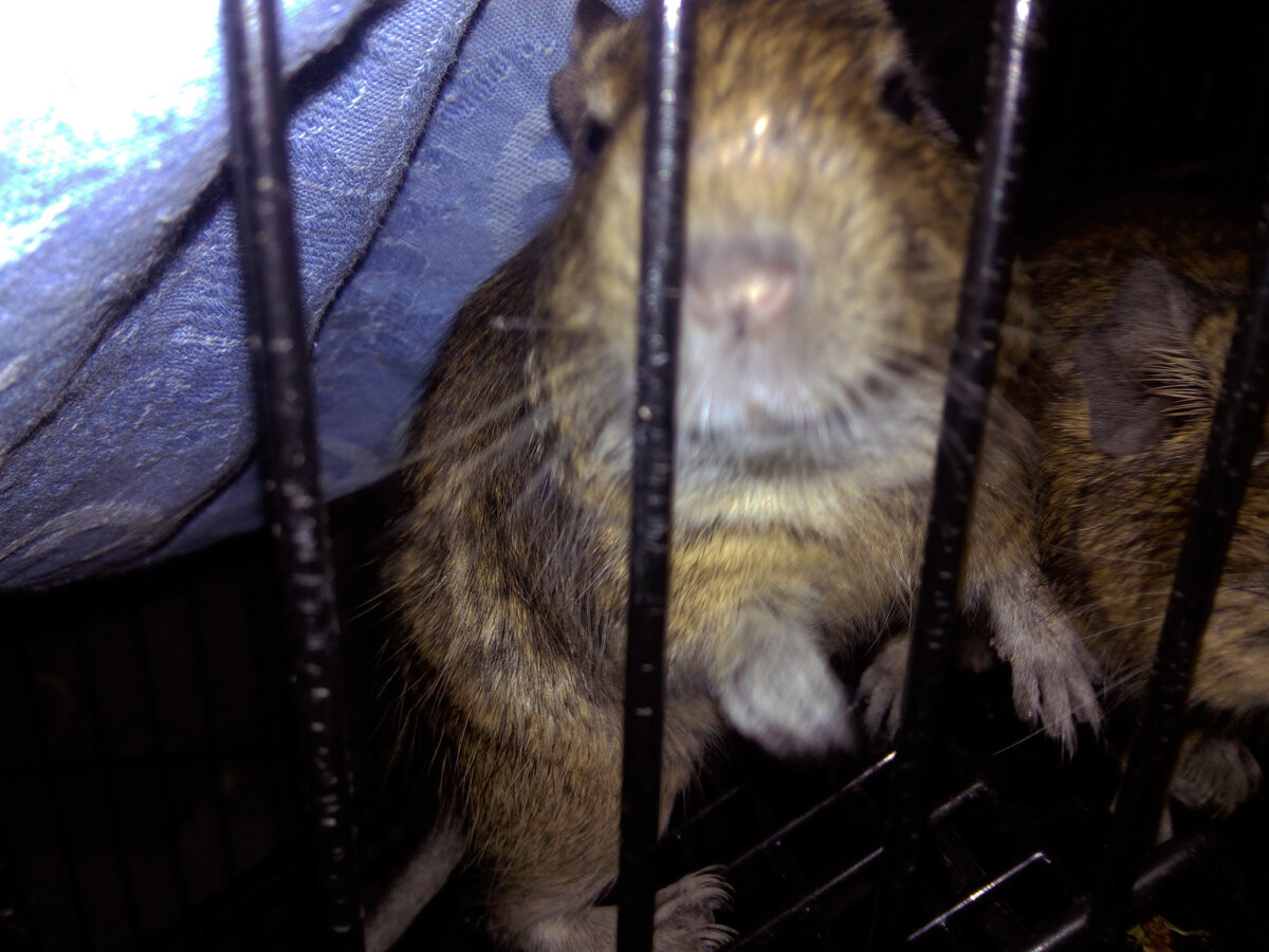 А это Кнопка. Тоже семечку хочет.