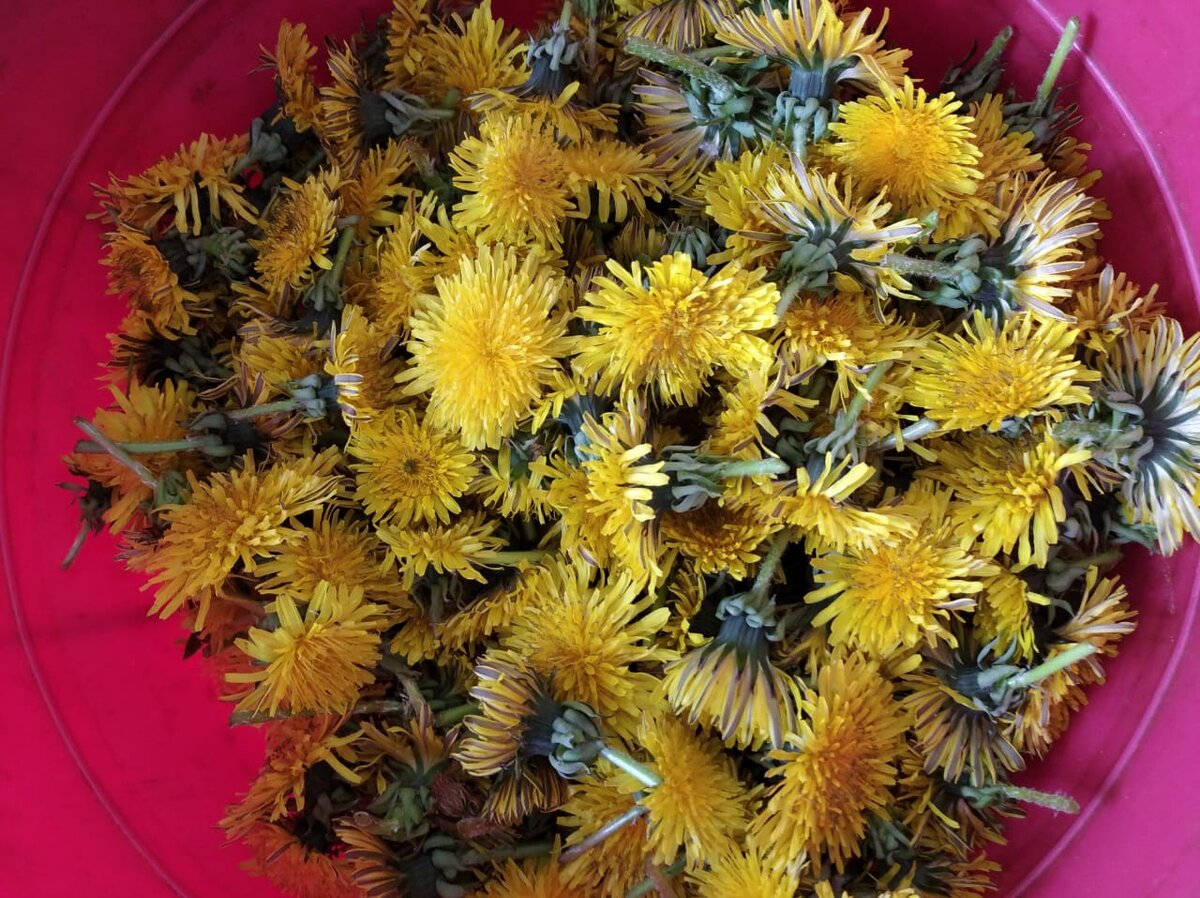 300 гр одуванчиков