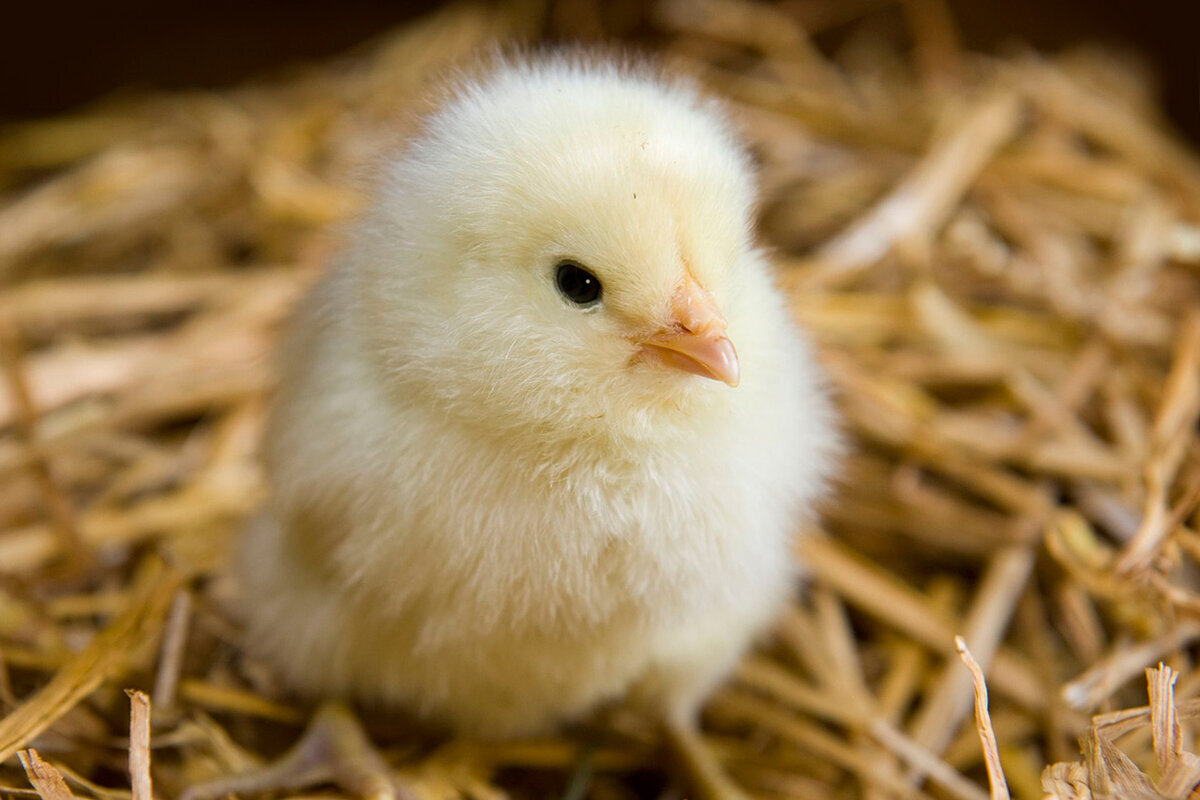 фото из интернета