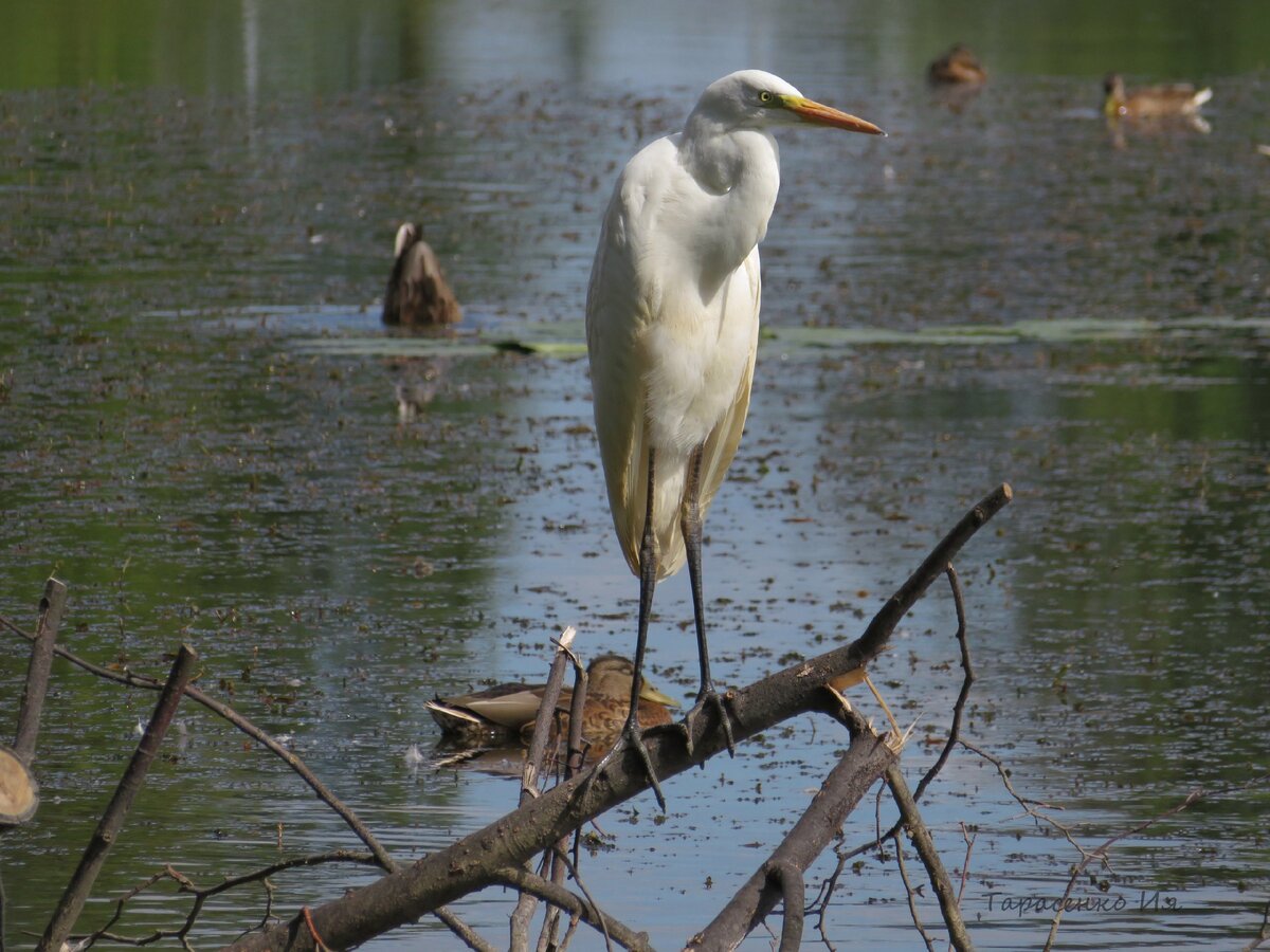 Цалля: вон я какая! Лови момент, фотограф!