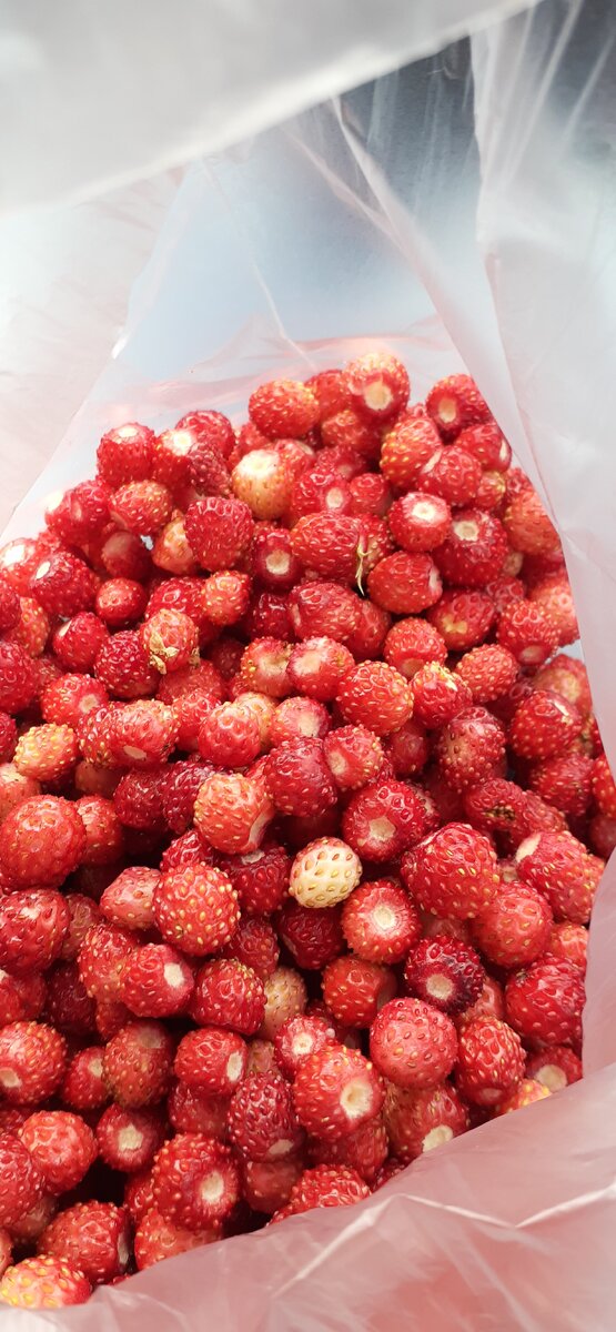 Лесная земляника