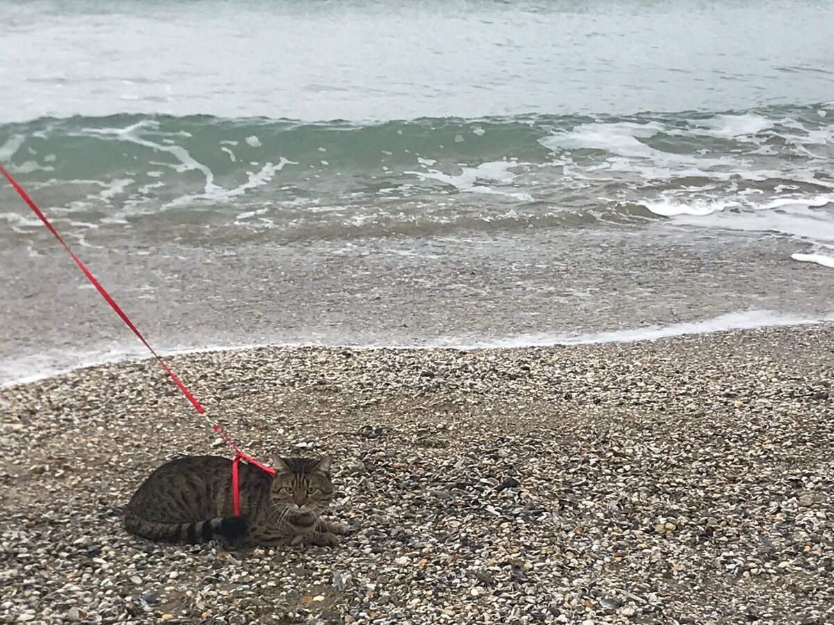 Большинству котов нравится путешествовать с хозяевами. Фото автора.