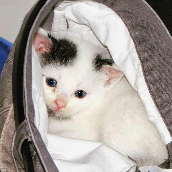 Кот Гарри в 2008-ом. Источник фото: lolkot.ru