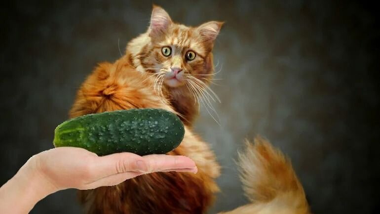 Источник картинки Яндекс 