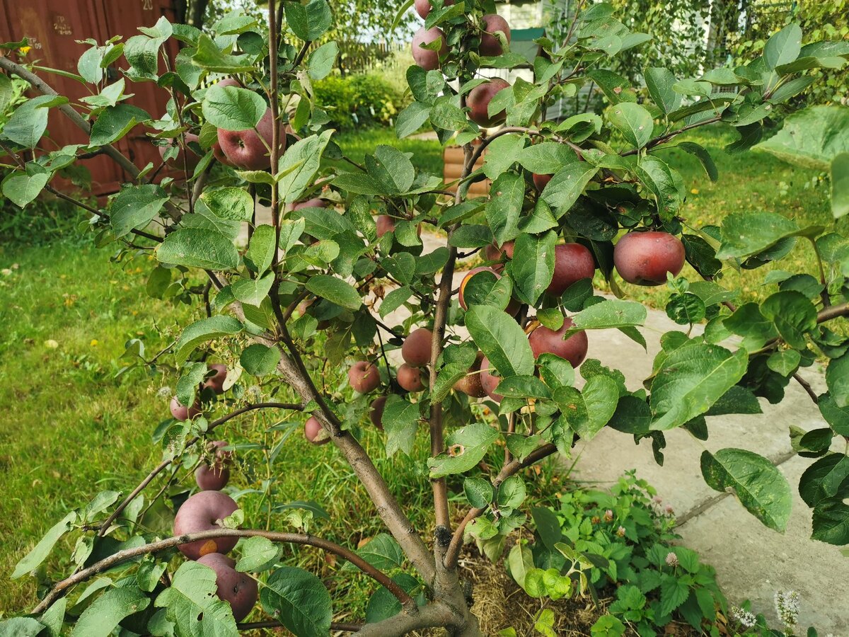 Яблонька маленькая, но яблок много.