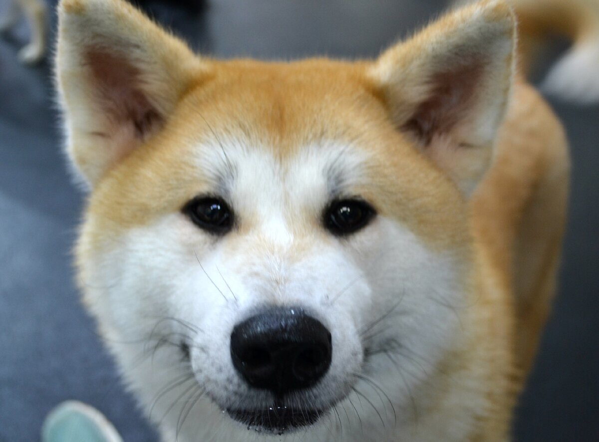 Олли на занятиях в Догги-центре