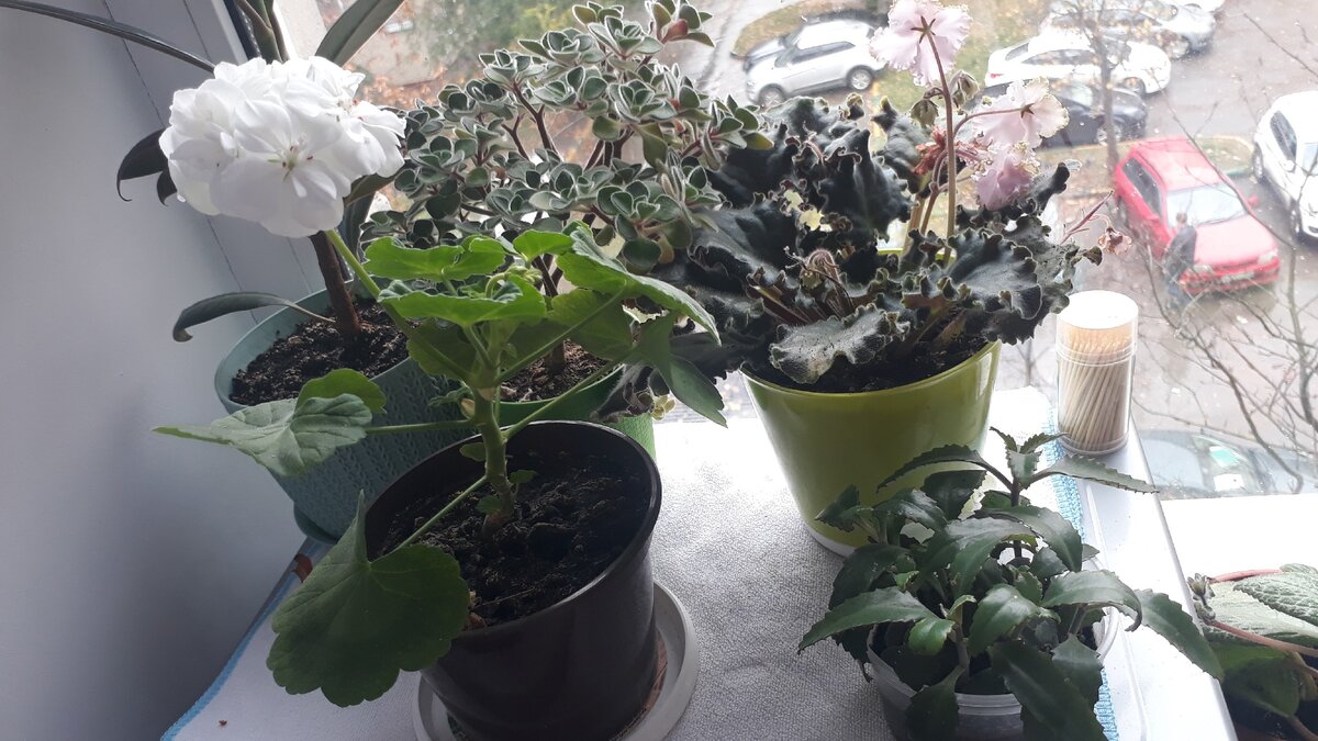 Какие комнатные растения живут у меня дома ?