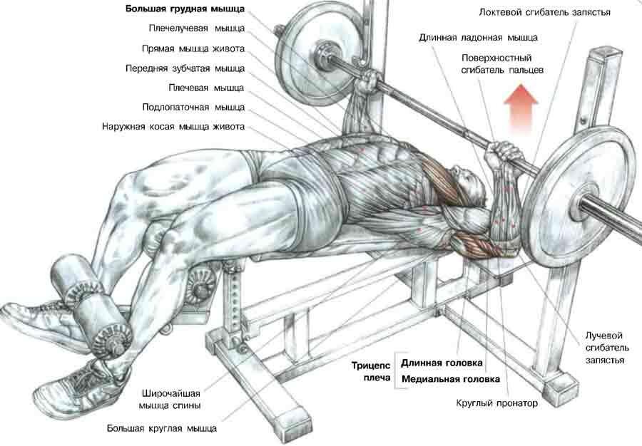 Десять лучших упражнений для построения мощных грудных мышц!