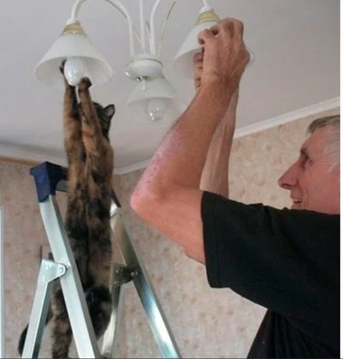 Кот ремонт. Кот делает ремонт. Животные и электрика. Кот помогает в ремонте. Кот электрик.