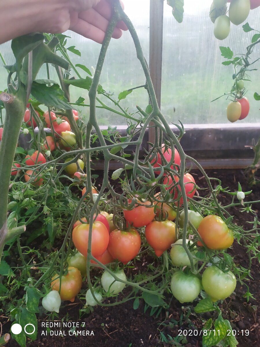 Обзор сортов томатов