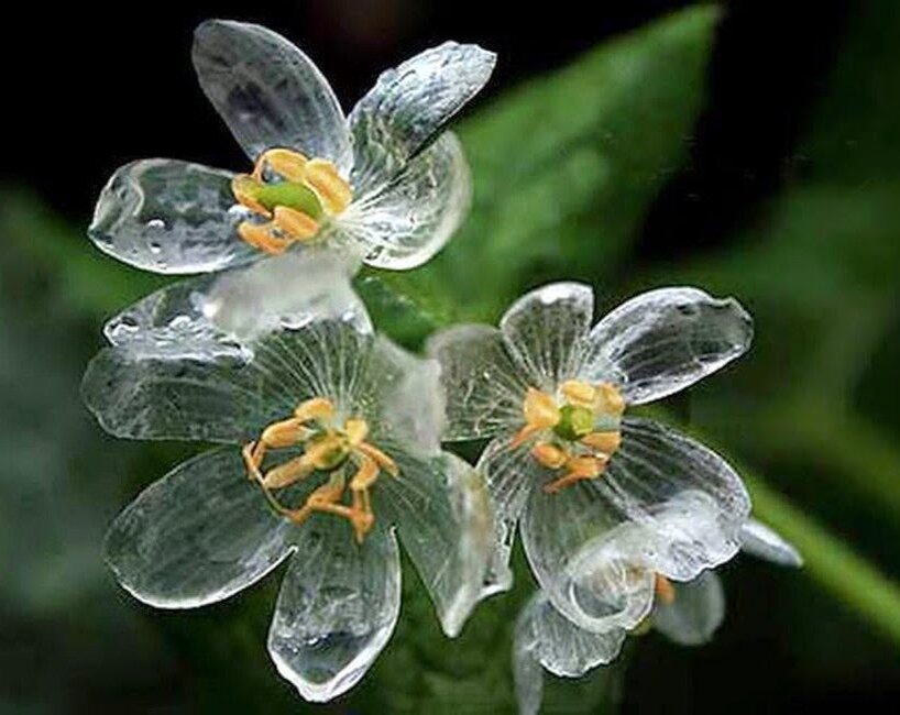 Двулистник Грея. Фото взято из сети.