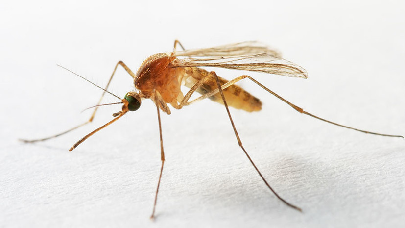 https://russian.rt.com/science/article/556298-komary-mikroplastik