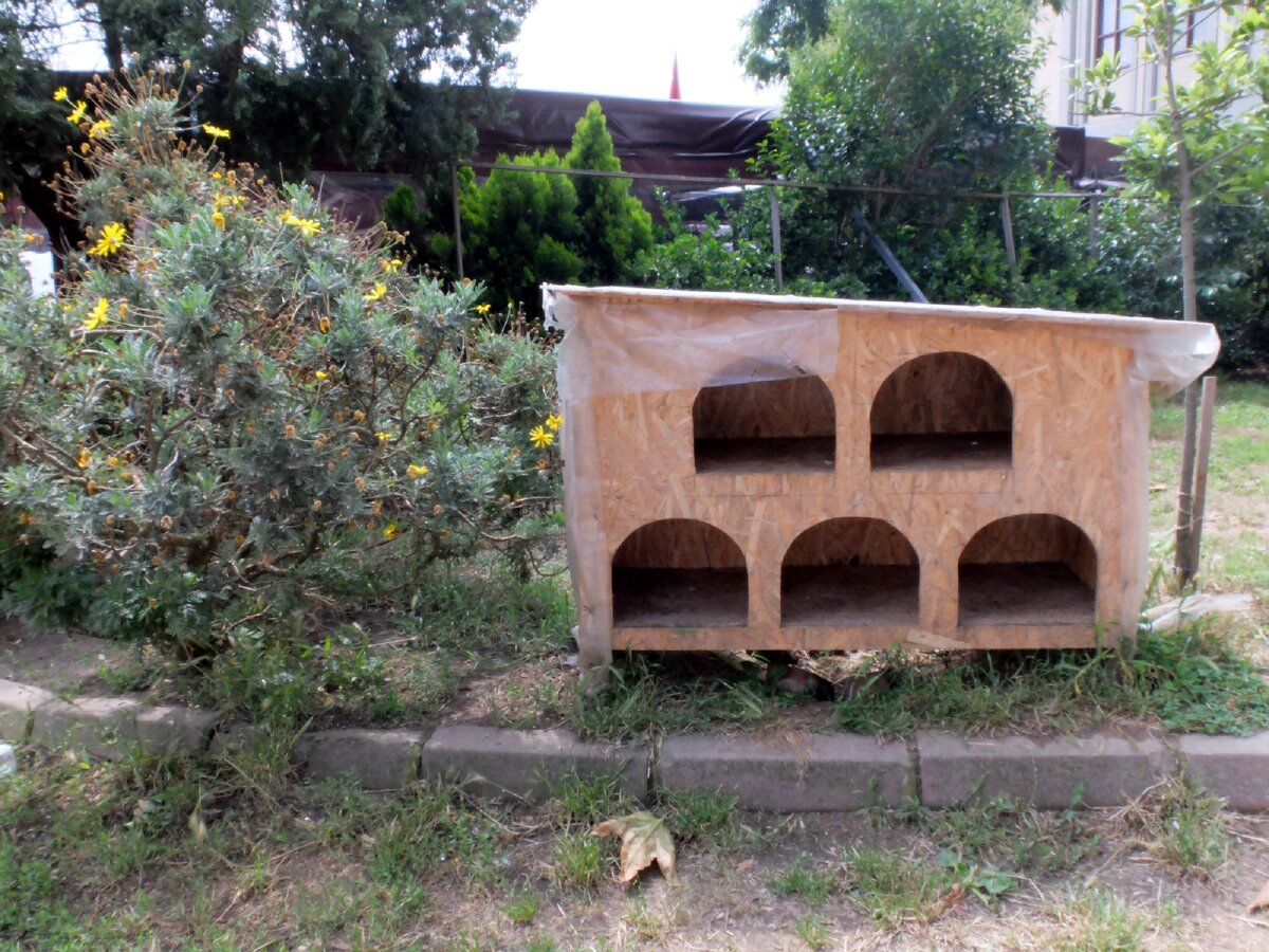 Это ещё не самый шикарный из всех, что я видела) но других фото нет