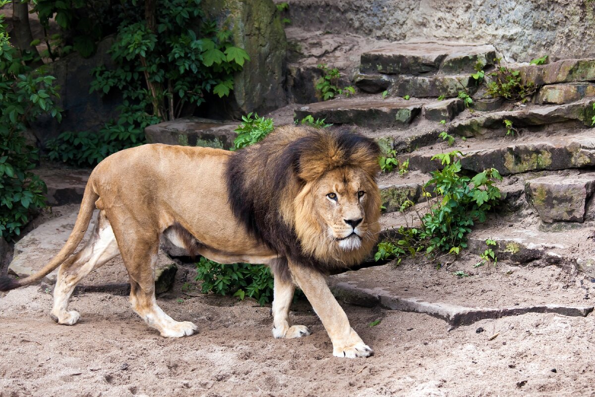 Победа в схватке со львом - к успеху и удаче.