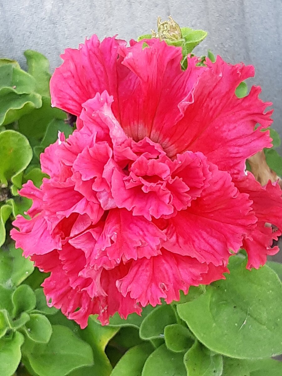 Подсказка: этот цветок в тесте есть :) А здесь он просто для обложки теста