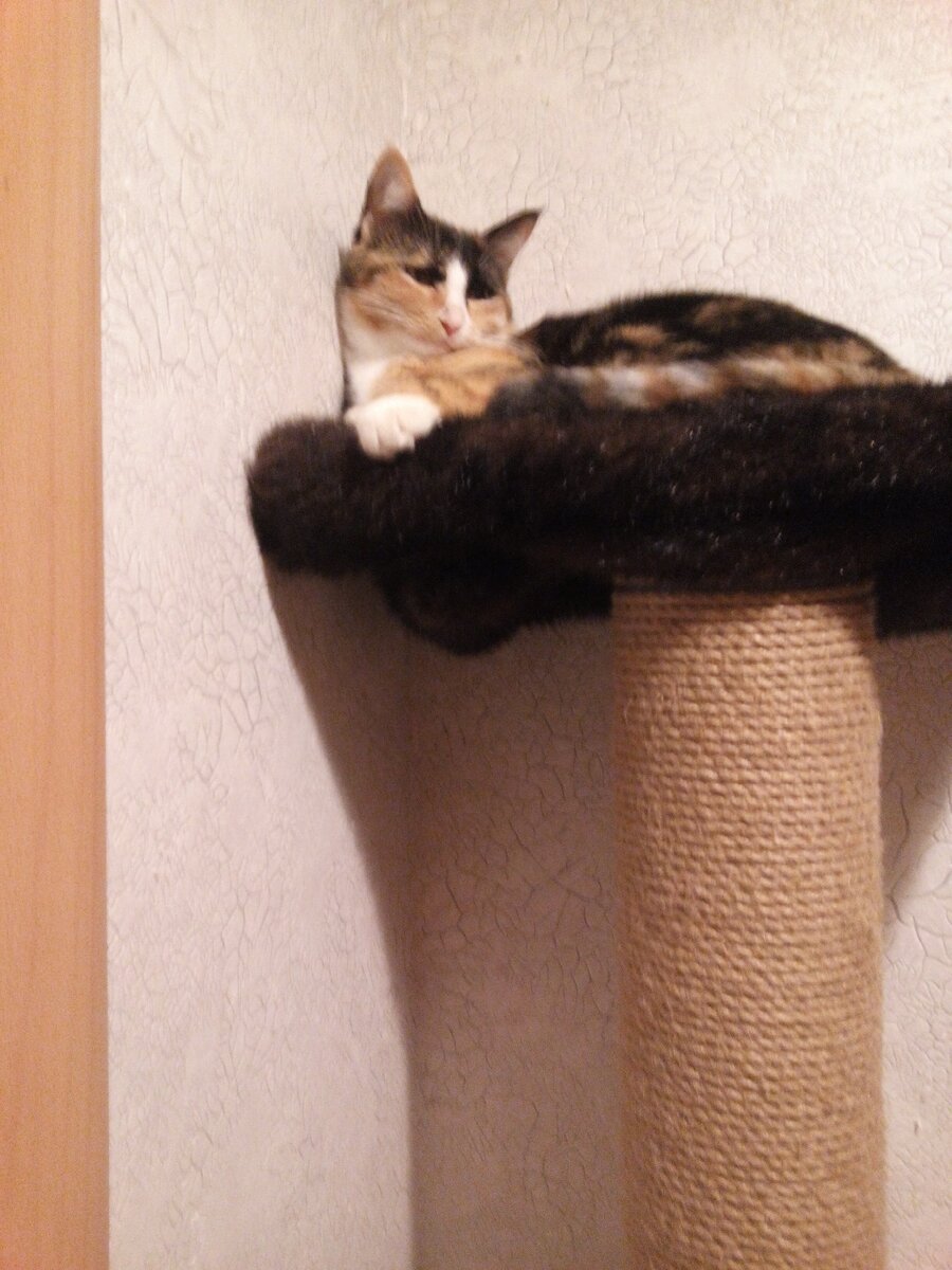 Лапочка отдыхает на своём домике.