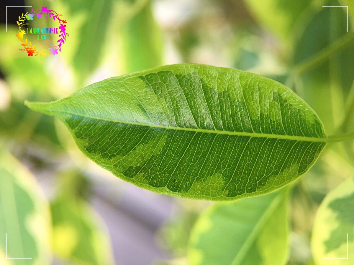 Ficus benjamina Leaf