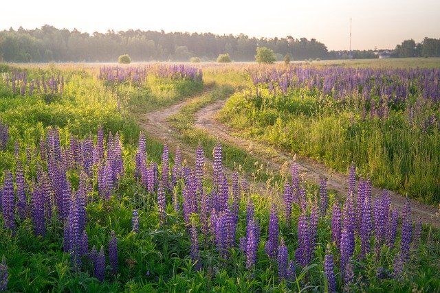 Утро в деревне - фото из интернет