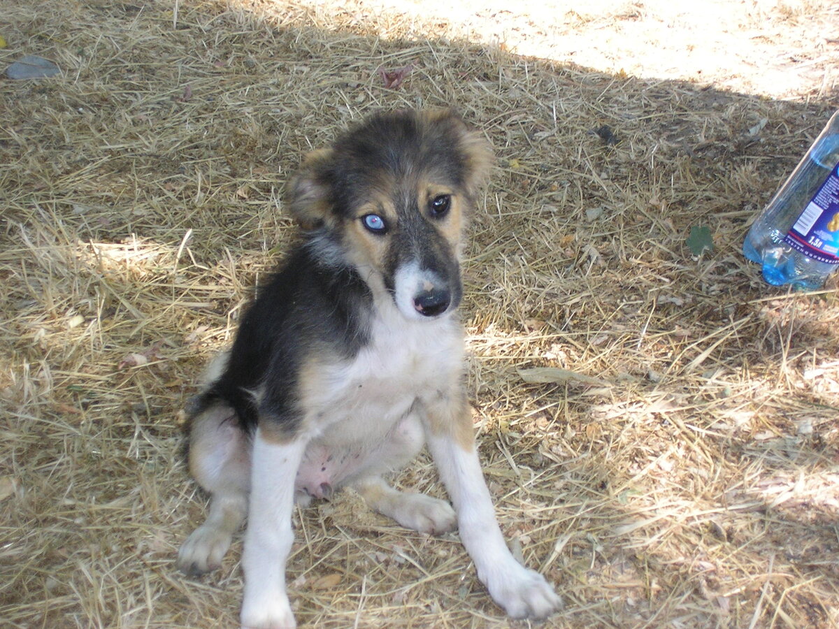Бездомный щенок. Фото автора.