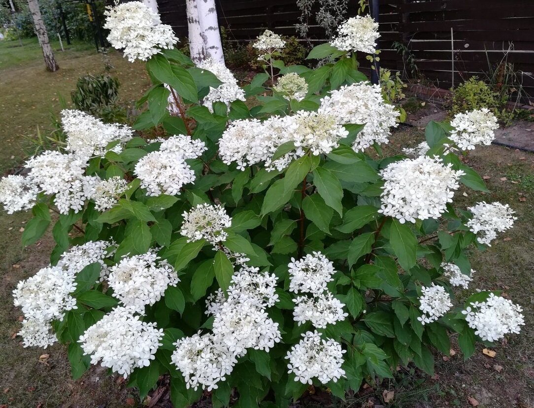 Гортензия white lady описание и фото метельчатая