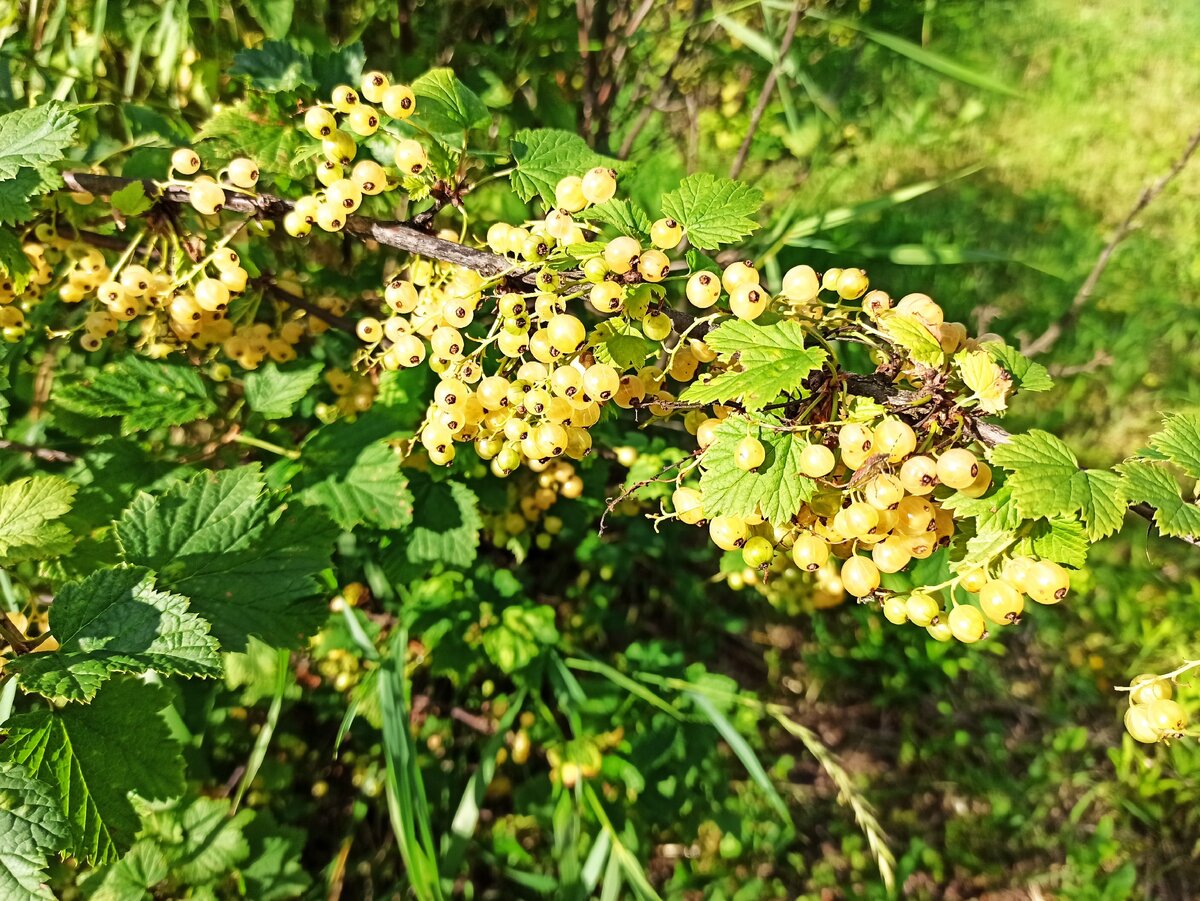 Фото автора. Белая смородина.